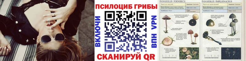 Псилоцибиновые грибы MAGIC MUSHROOMS  где продают   Бежецк 